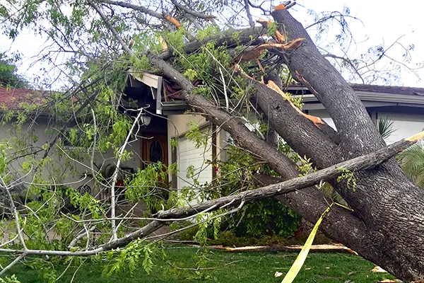 tree fallen on house